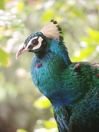 Close-up of peacock