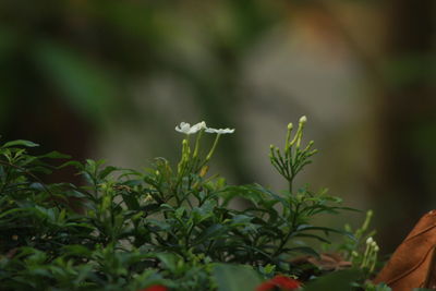 The white flower