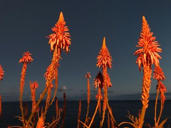 Low angle view of illuminated flowers against sky at night