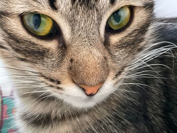 Close-up of cat