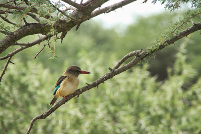 Kingfisher perching in a green surrounding