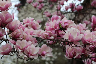 Close-up of pink cherry blossom