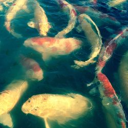 High angle view of fishes in sea