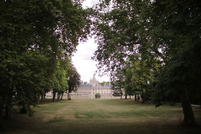 Trees in park