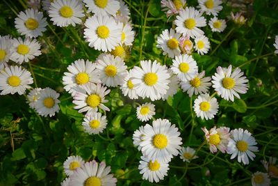 Close-up of white daisy flowers