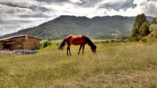 Horses grazing on field against mountains