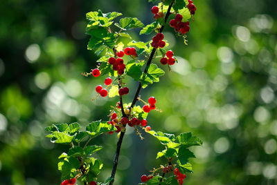 Close-up of red currants growing on bush