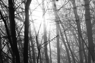 Low angle view of sunlight streaming through trees in forest