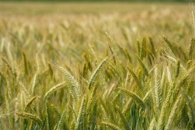 Close-up of wheat growing on field