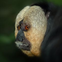 Close-up portrait of an animal
