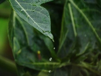 Close-up of raindrops on leaves