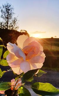 Close-up of fresh white flowering plant against sky during sunset