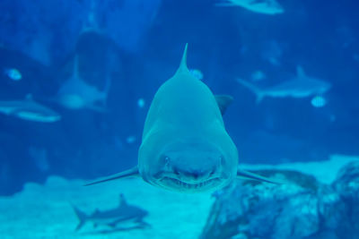 Fish swimming in sea