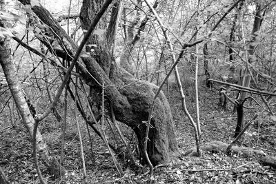 Bare tree in forest