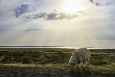 Sheep grazing in a field