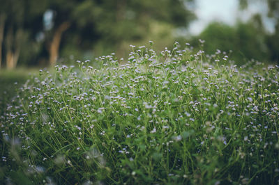 Close-up of wet plant on field