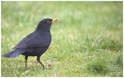 Black bird perching on a field