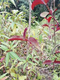 Close-up of a plant