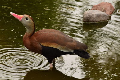 Close-up of duck swimming in lake