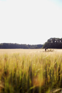 Scenic view of field against clear sky