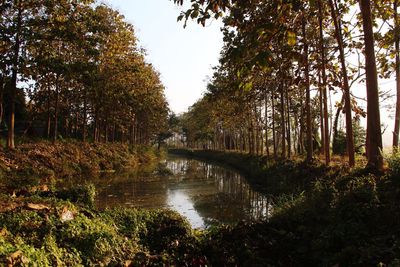Reflection of trees in river