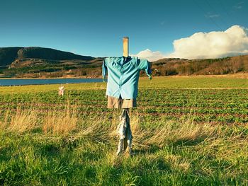 Scarecrow in paddy. head less scarecrow in rural area, small strawberry field in background