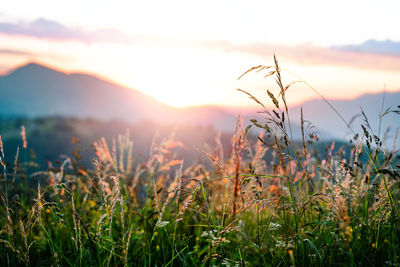 Close-up of plants growing on field against sky during sunset