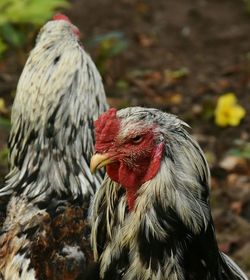 Close-up of roosters