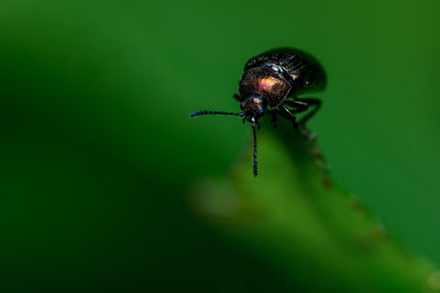 Close-up of insect on leaf