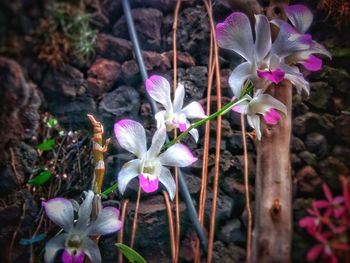 Close-up of flowers blooming outdoors