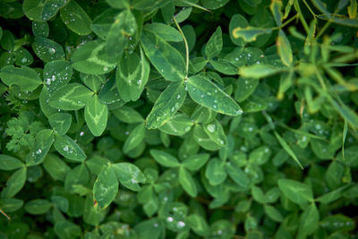 Close-up of water drops on leaves