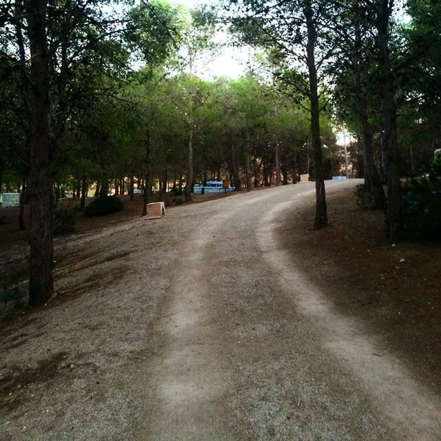 tree, the way forward, diminishing perspective, treelined, road, transportation, vanishing point, tranquility, tree trunk, growth, footpath, nature, tranquil scene, empty, street, in a row, dirt road, park - man made space, shadow, sunlight