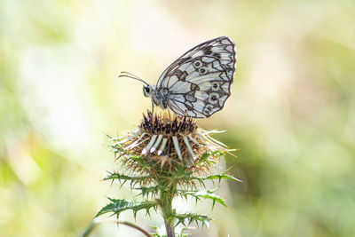 Close-up of butterfly pollinating on flower