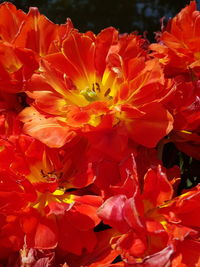 Full frame shot of red flowering plant