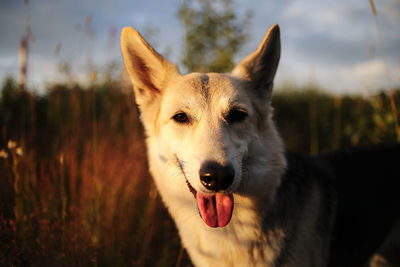 Close-up portrait of a dog on field