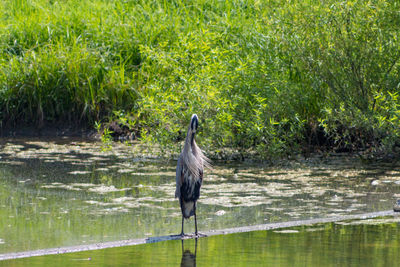 High angle view of gray heron perching on a lake