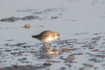 High angle view of bird flying over sea