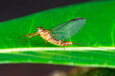 Close-up of insect on leaf