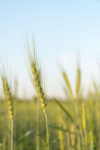 Close-up of wheat growing on field against sky