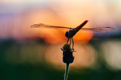 dragonfly