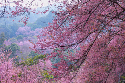 Pink cherry blossoms in spring during autumn