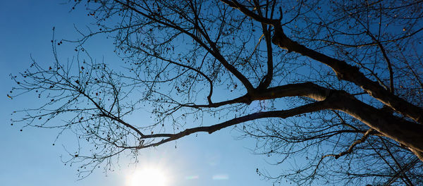 Low angle view of bare tree against sky