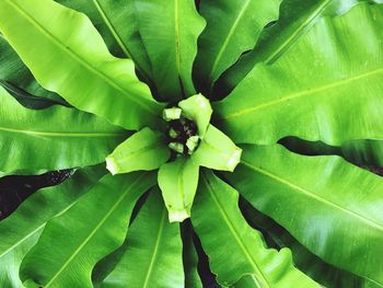 Full frame shot of green leaves