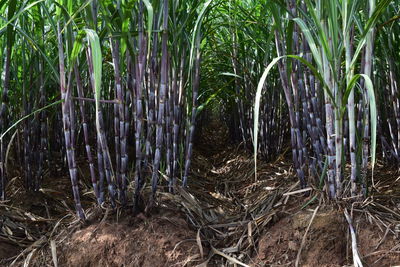 Close-up of bamboo plants on field