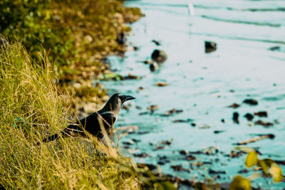 Side view of bird perching on land