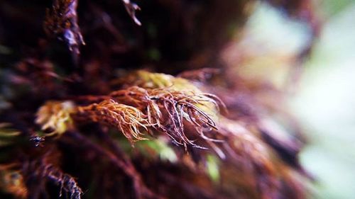 Close-up of plant against blurred background