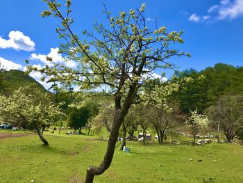 Trees on field against blue sky