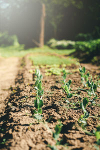 Close-up of plants growing on field