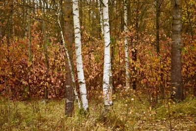 Pine trees in forest during autumn