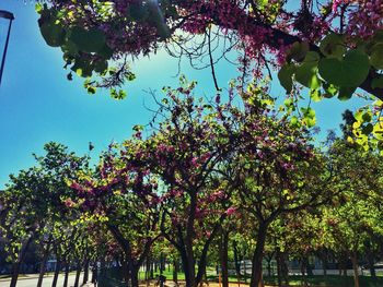 Low angle view of trees against sky